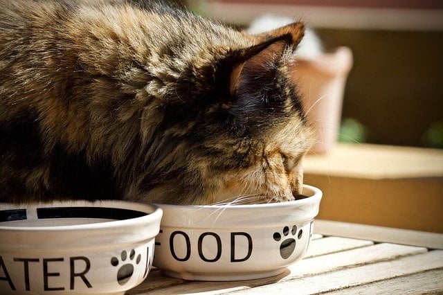 Cats will often beg for food, even when they have eaten enough calories. Setting a feeding schedule is a good way to maintain healthy weight and put an end to their meowing.
