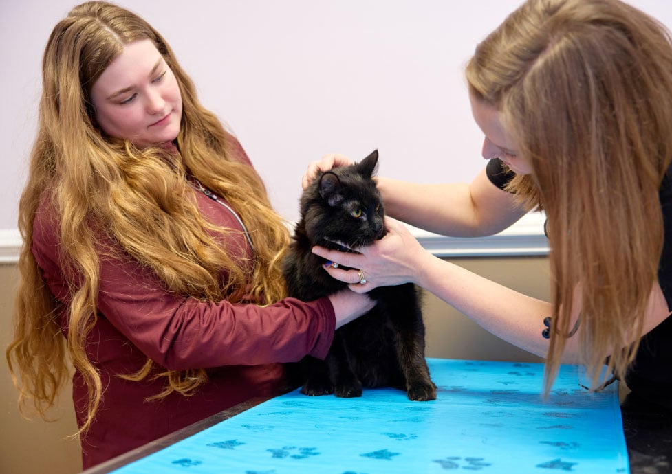 Black cat at Companion Animal Clinic being examined