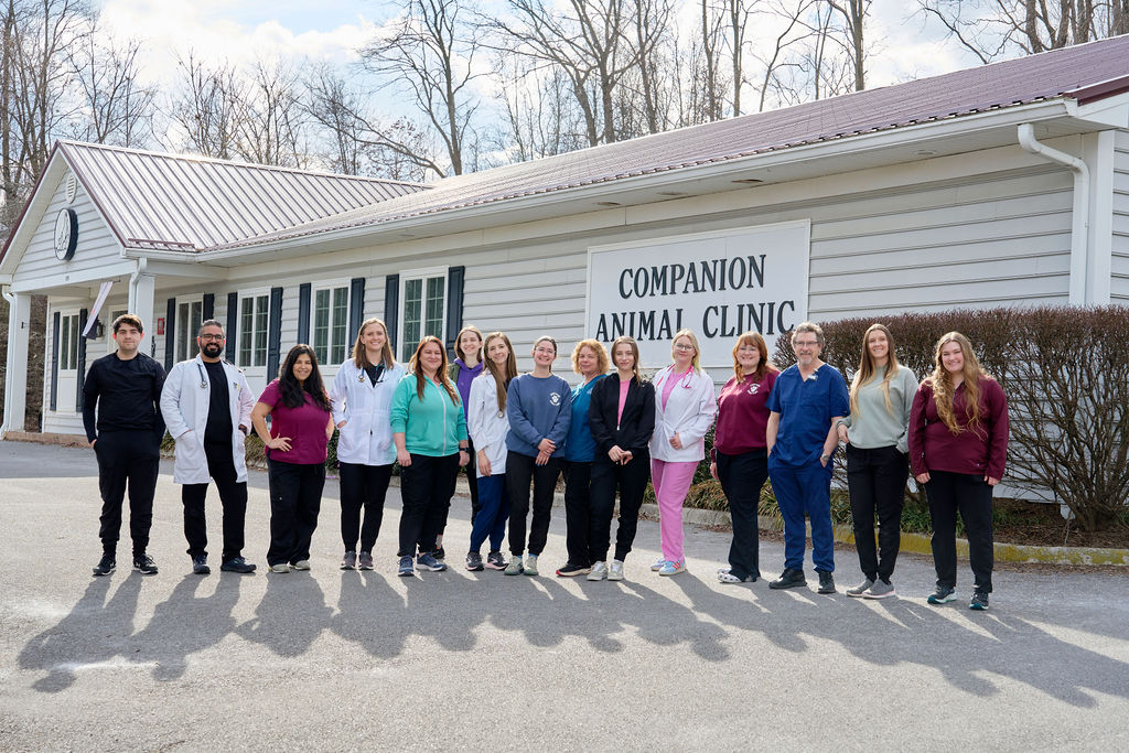 Companion Vets Utilizing X-Ray Equipment