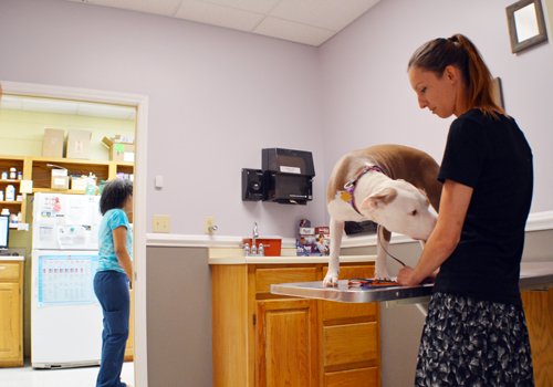 Client & Pet in Examination Room Dog In Veterinary Examination Room