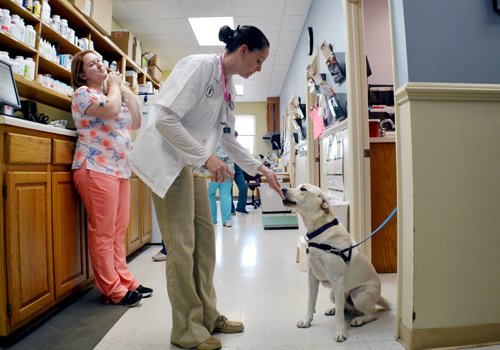 Companion Vet with Dog Veterinarian with Canine