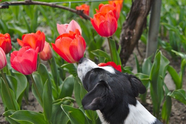 If your dog eats any part of a tulip, it could experience digestive problems like vomiting and diarrhea, which could lead to dangerous dehydration.
