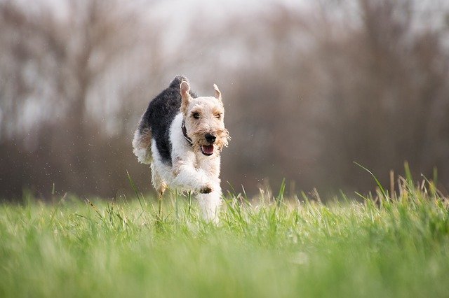 Protect Yourself and Your Pet: Do You Know the ABCs of Lyme Disease?
